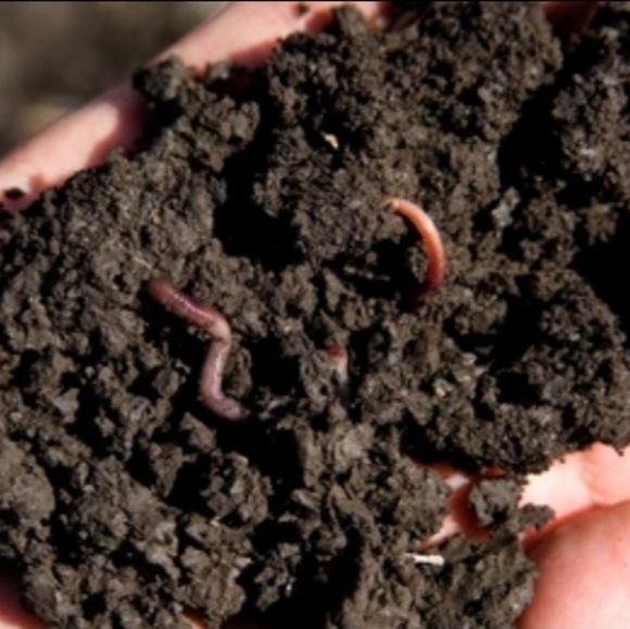 Pure worm castings - Picture 5 of 5